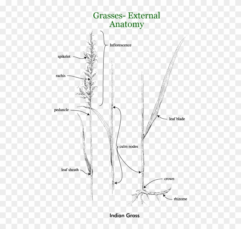 Grasses - Line Art Clipart