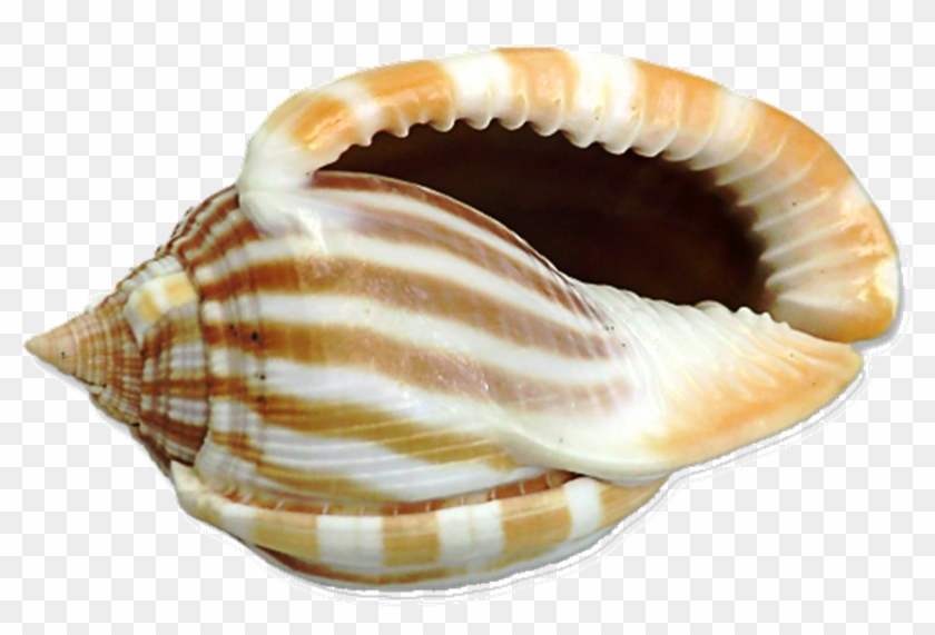 Sher Your Scraps - Png Shell Clipart