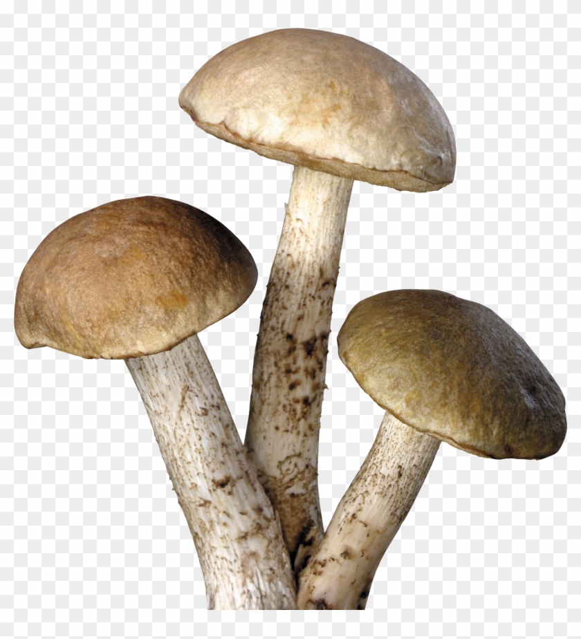 Mushroom Png Image - Mushroom Png Clipart