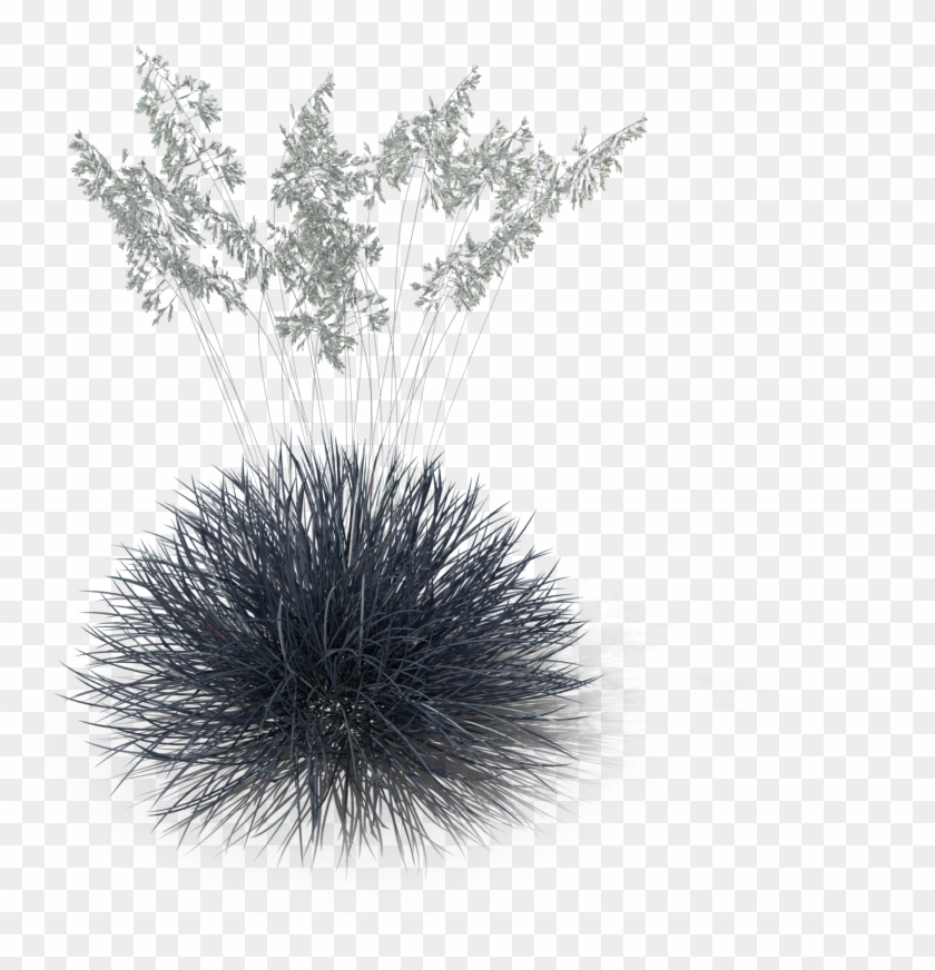 Festuca Glauca - Festuca Png Clipart