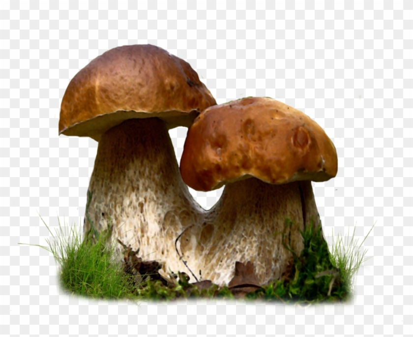 Mushroom Png By Moonglowlilly Pluspng - Edible Mushrooms Clipart #45954