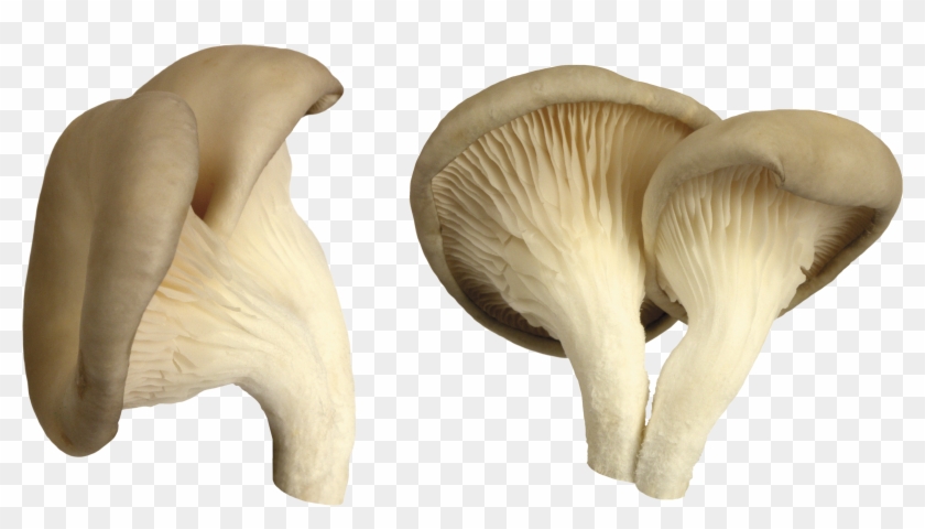 Mushroom Png Image - Oyster Mushroom Png Clipart #46081