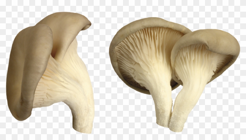Mushroom Png Image - Oyster Mushroom Png Clipart