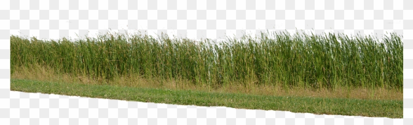 Grass, Grass No Background, Nature, Green, Plant - Grass Clipart