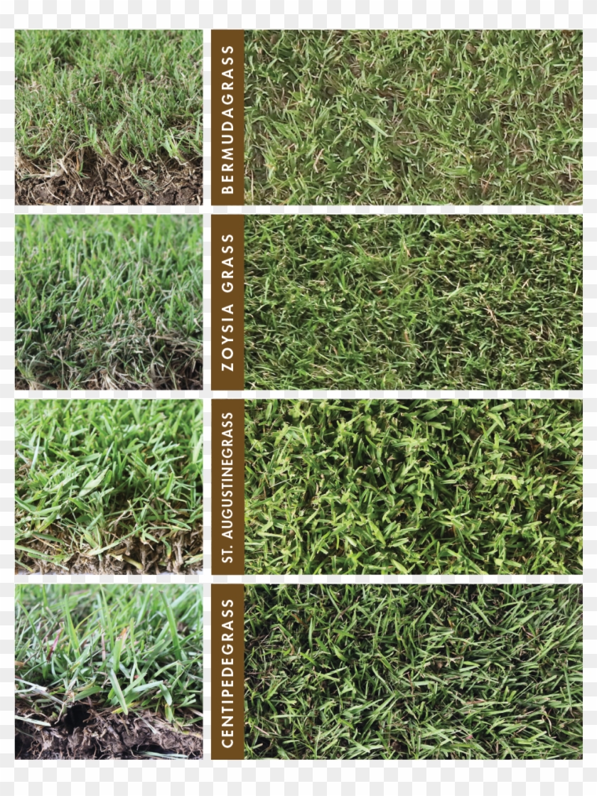 For New Homeowners, It's Important To Choose The Best - Lawn Clipart