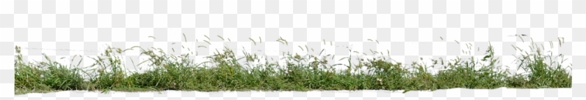 Grass, Grass No Background, Nature, Green, Plant - Grass Clipart #46382