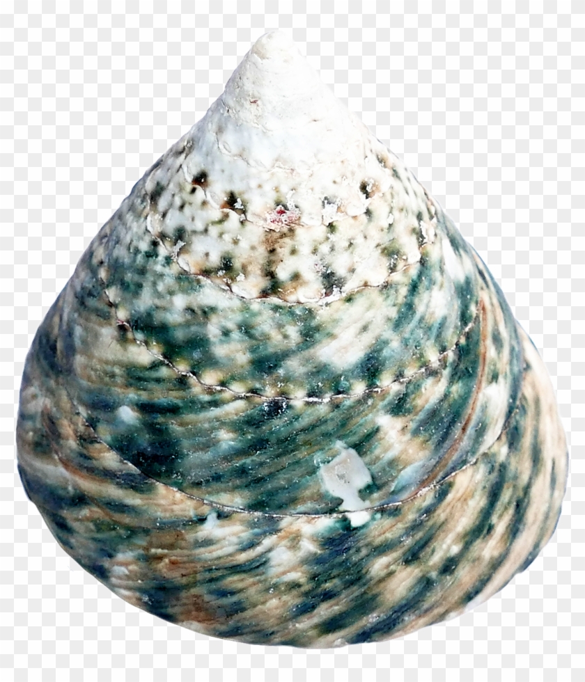 Mussel Clipart #46385