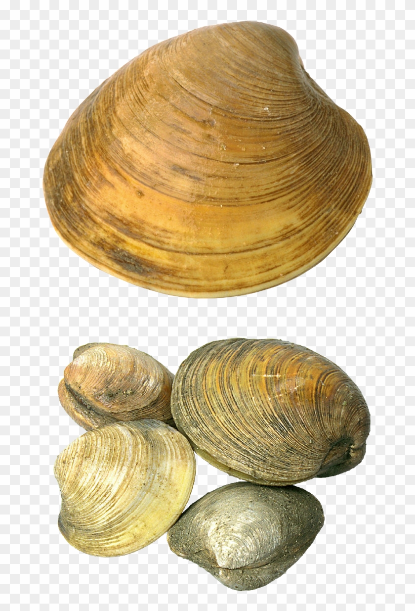 842 X 1273 3 - Sea Shells Png Clipart #46426