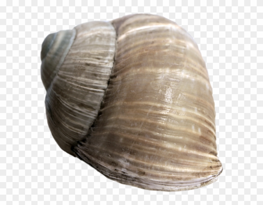Snail Shell Png - Baltic Clam Clipart #46738