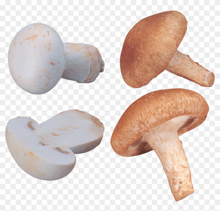 Download Orange And White Mushrooms Png Images Background - 香菇 Clipart #46899