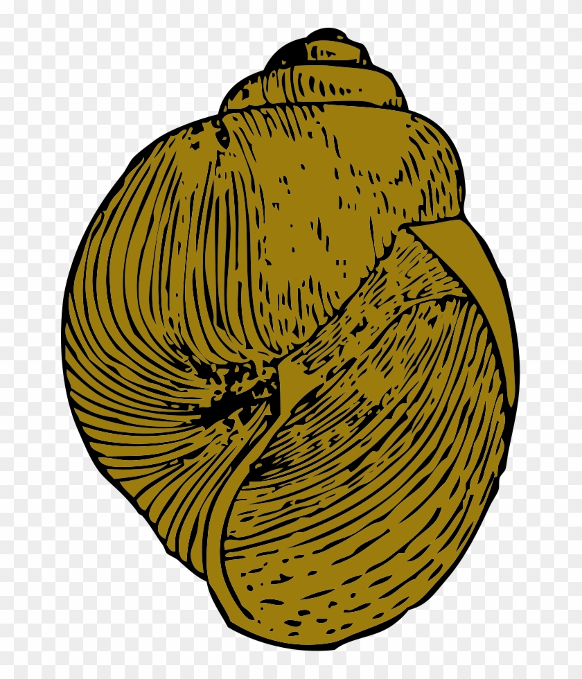 How To Set Use Snail Shell Icon Png Clipart