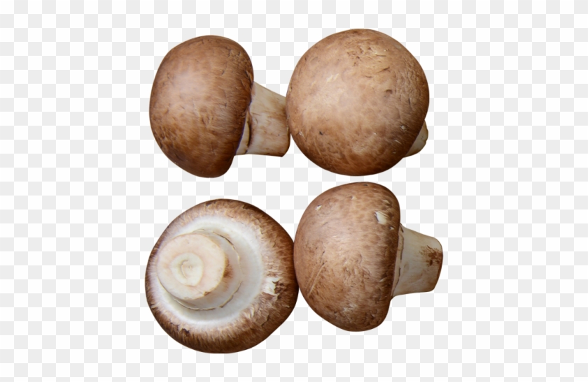 Mushrooms - Lymnaeidae Clipart