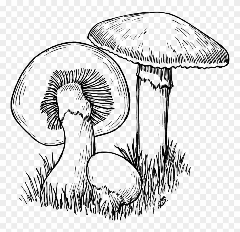 Fungi Black And White Clipart - Png Download