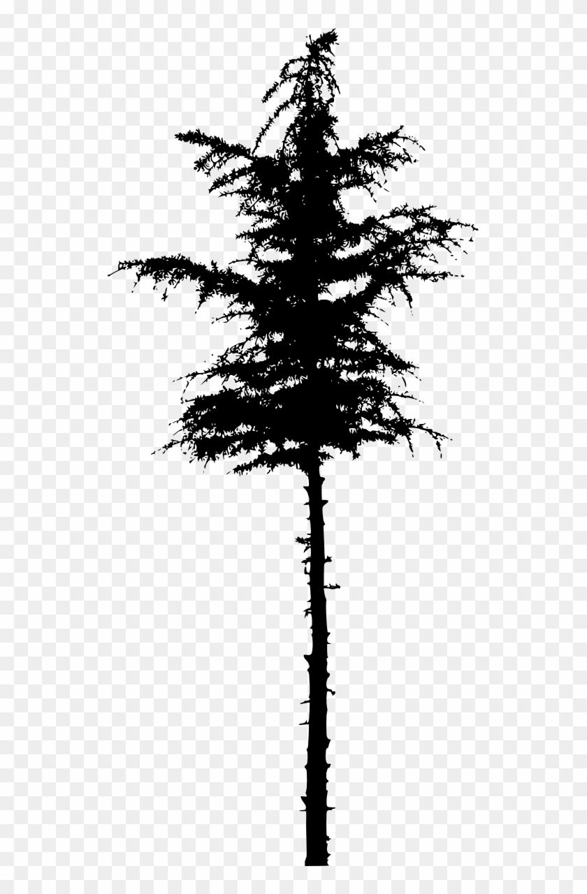Spruce Clipart #47437