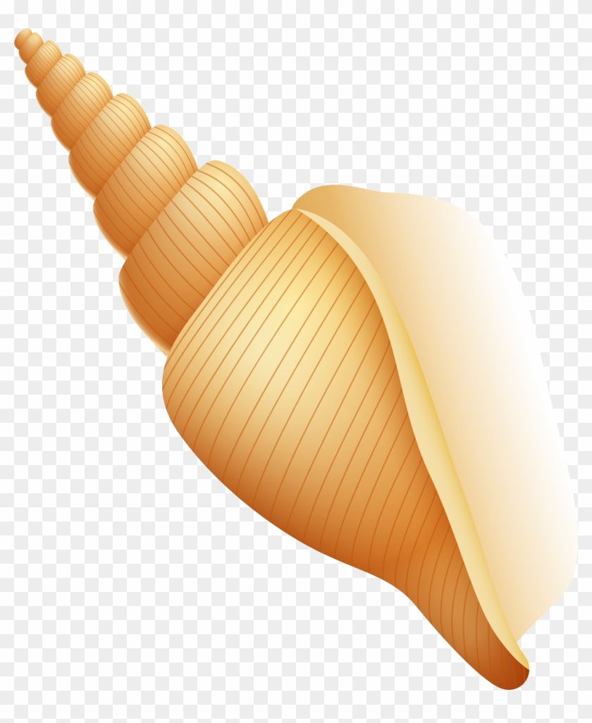 Shell Png Clipart