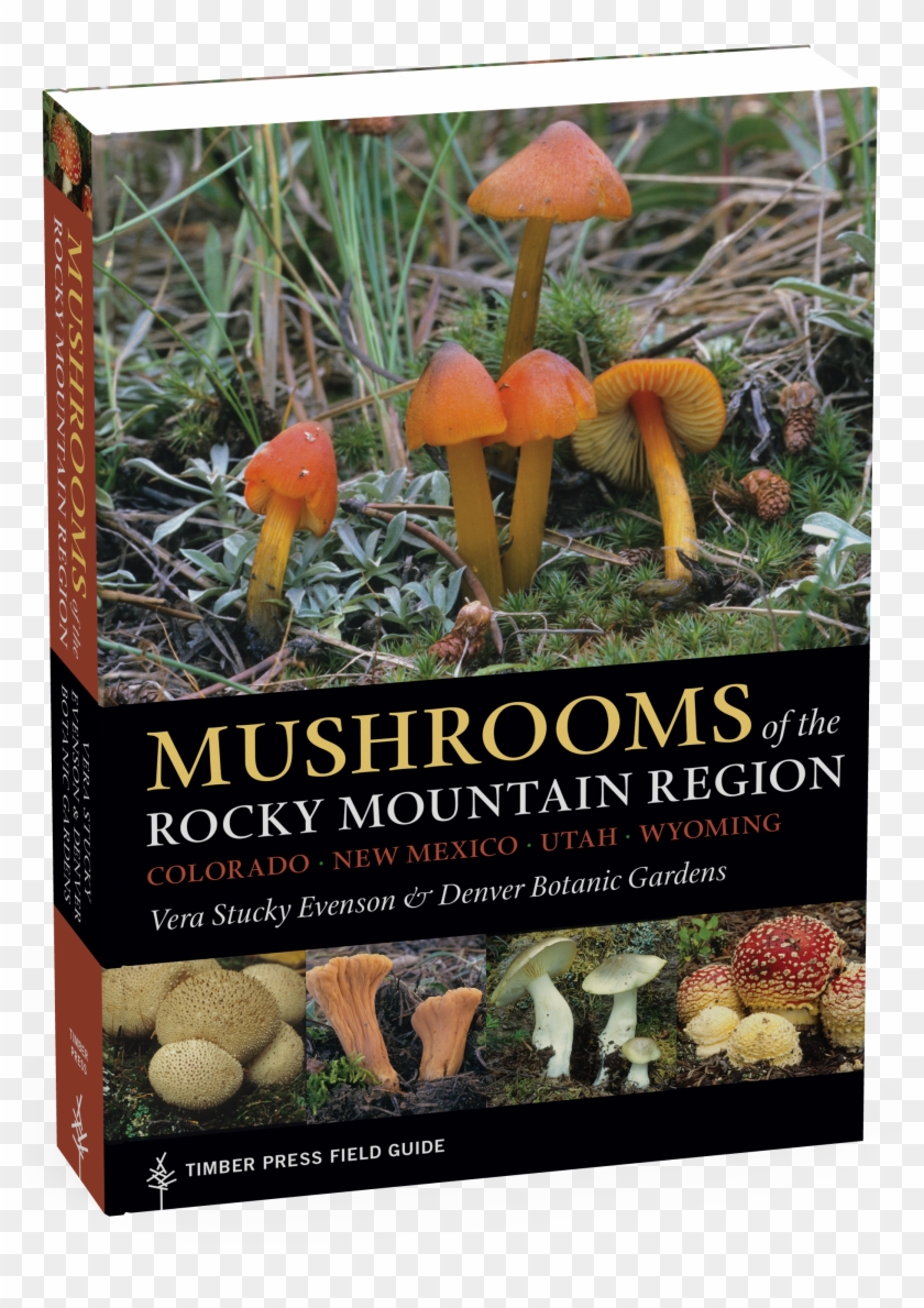Mushrooms Png Clipart #47609