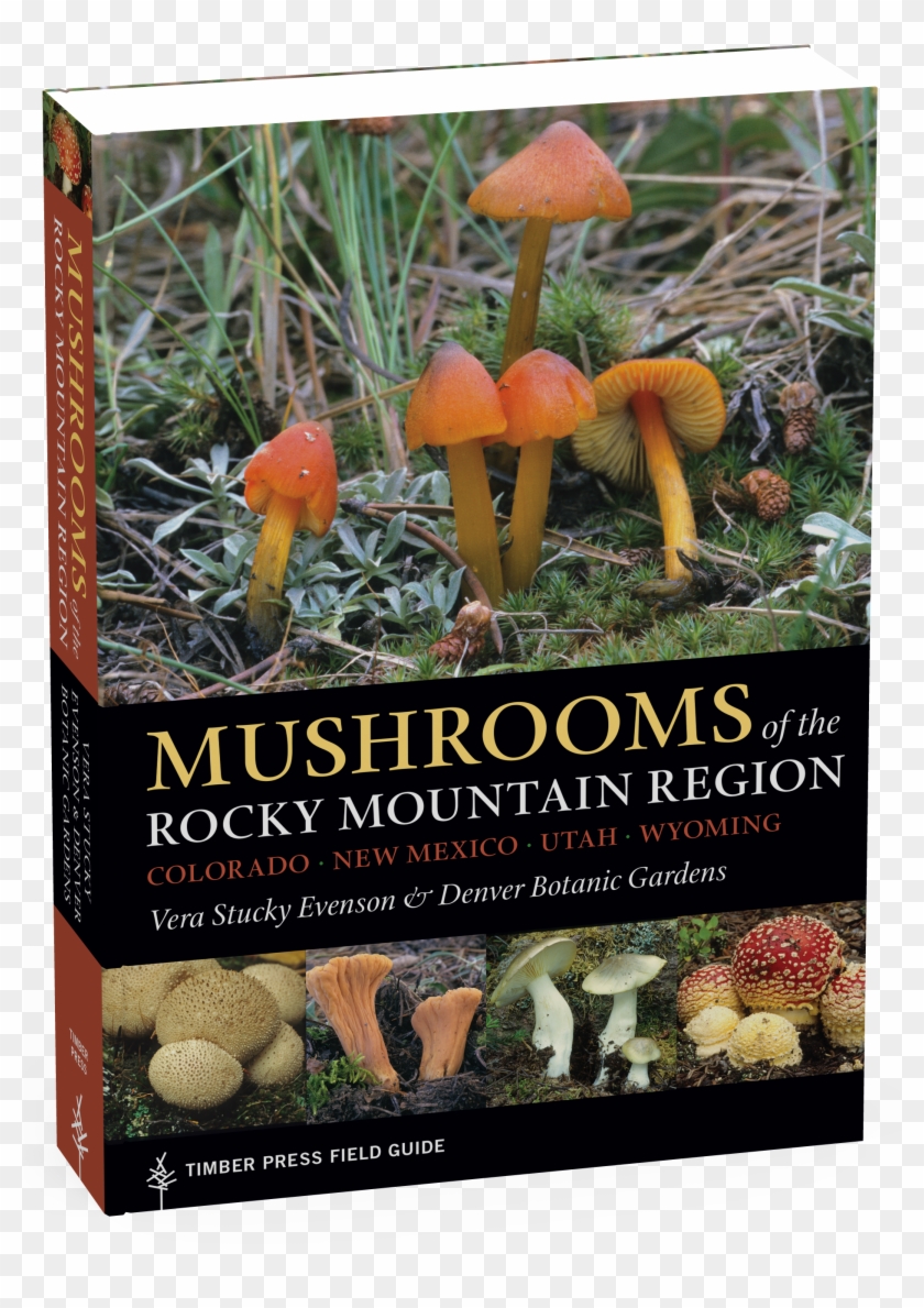 Mushrooms Png Clipart