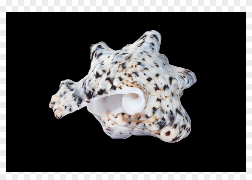 Shell, Free Pngs - Seashell Clipart #47610