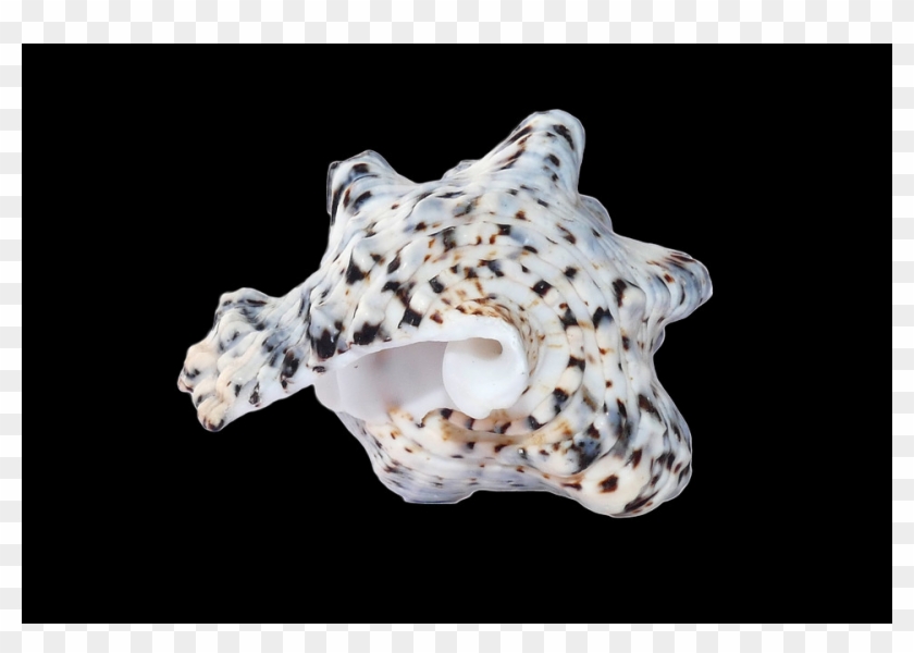 Shell, Free Pngs - Seashell Clipart