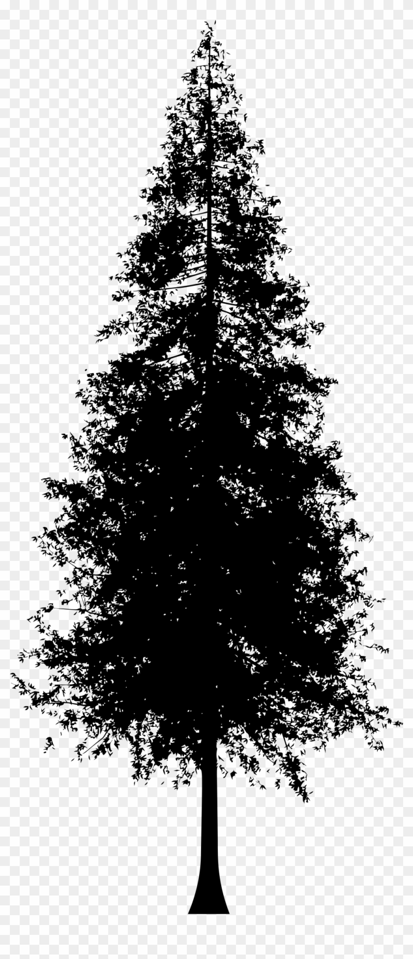 Redwood Tree Silhouette Graphic Stock - Redwood Tree Silhouette Vector Clipart