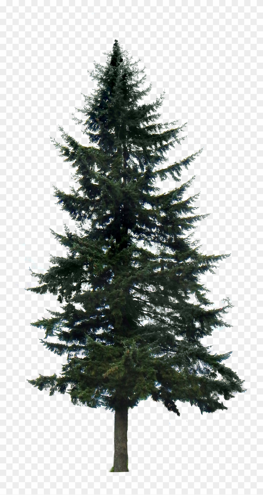 Google Search Tree Render, Tree Psd, 10 Tree, Tree - Pine Tree Png Transparent Clipart