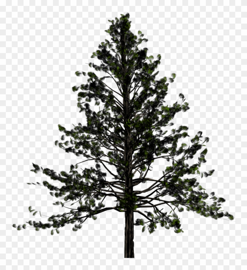 Download Fir-tree Png Images Transparent Gallery - Transparent Background Pine Tree Clipart #47756