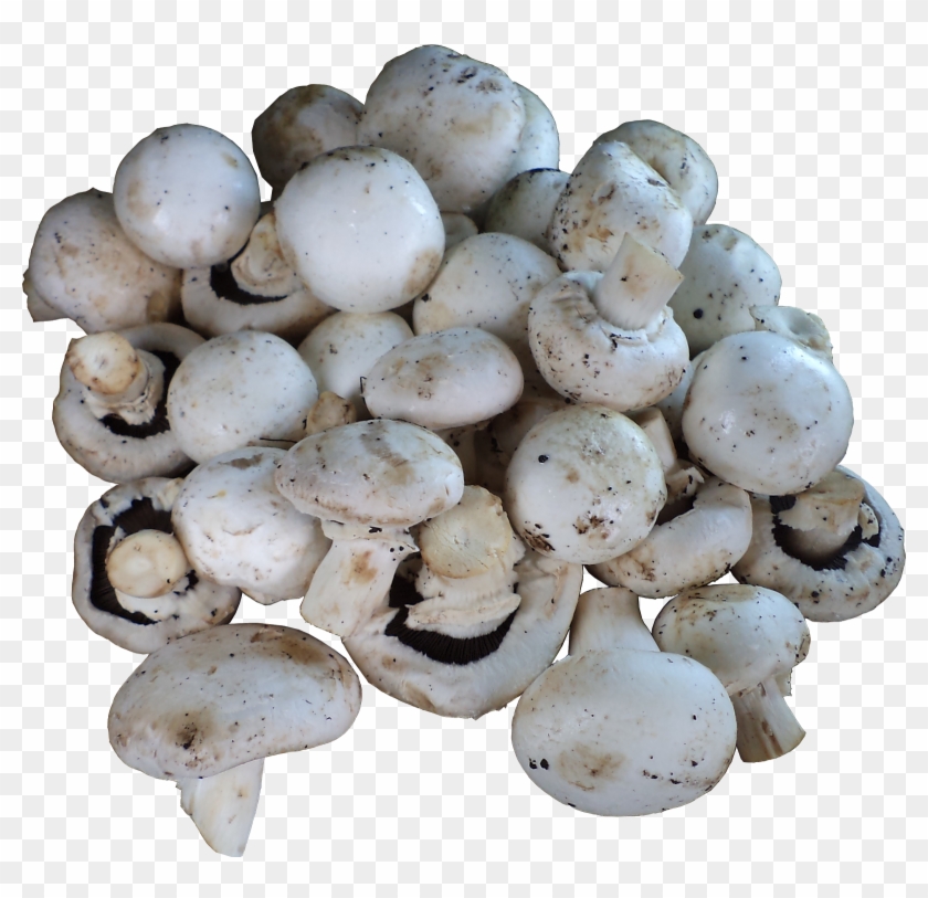 1) Mushrooms (button / Milky / Oyster / Shitake) - Champignon Mushroom Clipart #47778