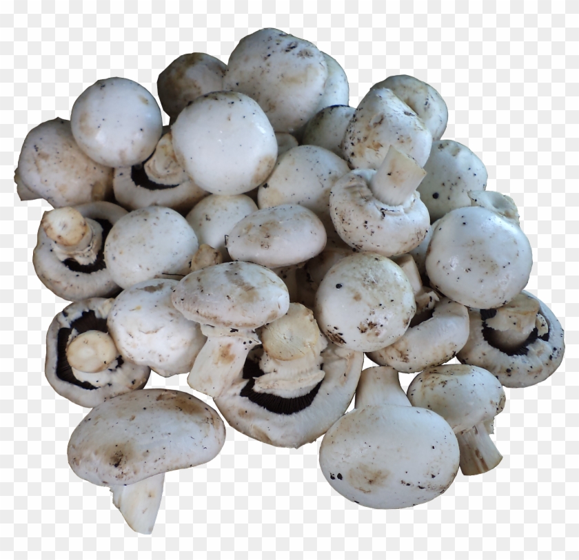 1) Mushrooms (button / Milky / Oyster / Shitake) - Champignon Mushroom Clipart
