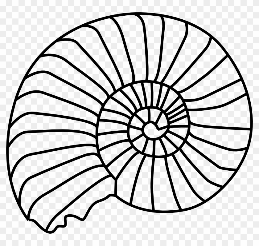Original Png Clip Art File Spiral Shell Svg Images Transparent Png