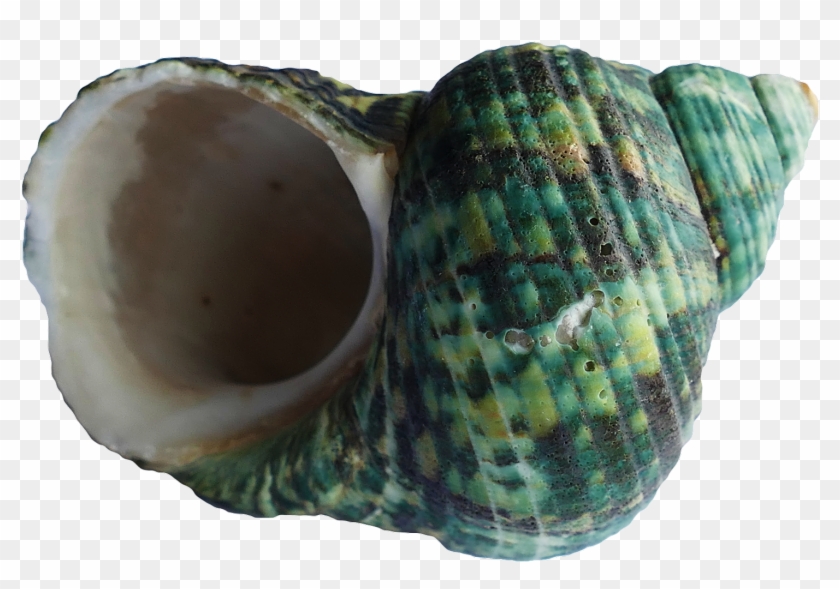 Sea Ocean Shell Png Image - Shell Clipart