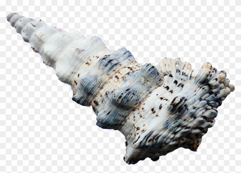 Free Png Sea Ocean Shell Png Images Transparent - Portable Network Graphics Clipart