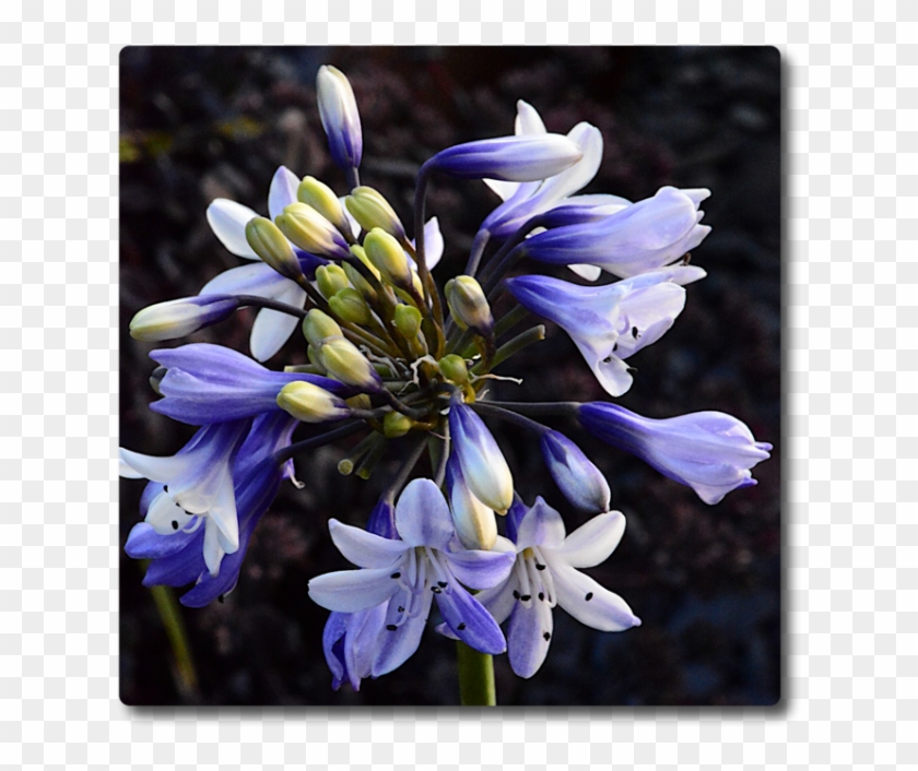 Agapanthus Shooting Stars - Agapanthus Clipart #48063