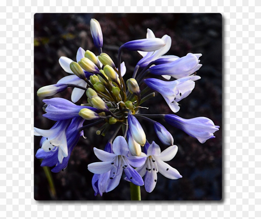 Agapanthus Shooting Stars - Agapanthus Clipart