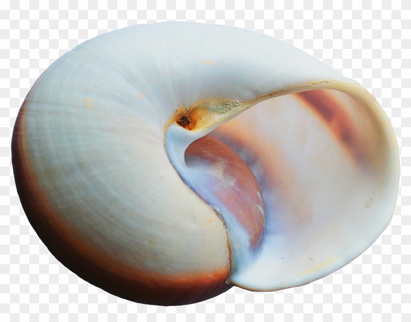 Sea Ocean Shell Png Image - Portable Network Graphics Clipart #48085