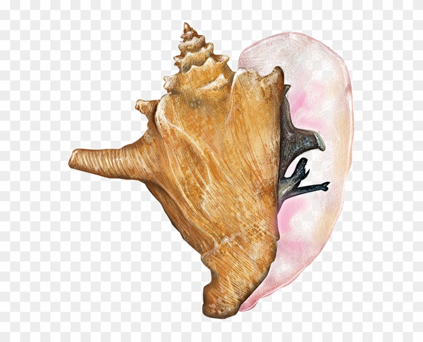 Conch Shell Free Png Image - Conch Clipart #48136