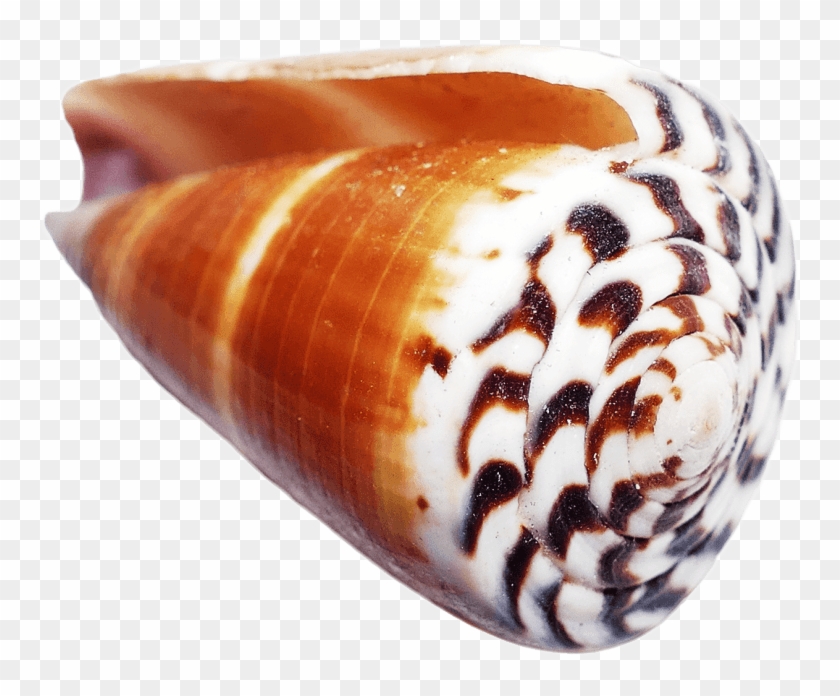 Free Png Download Ocean Sea Shell Png Images Background - Shell Clipart #48228