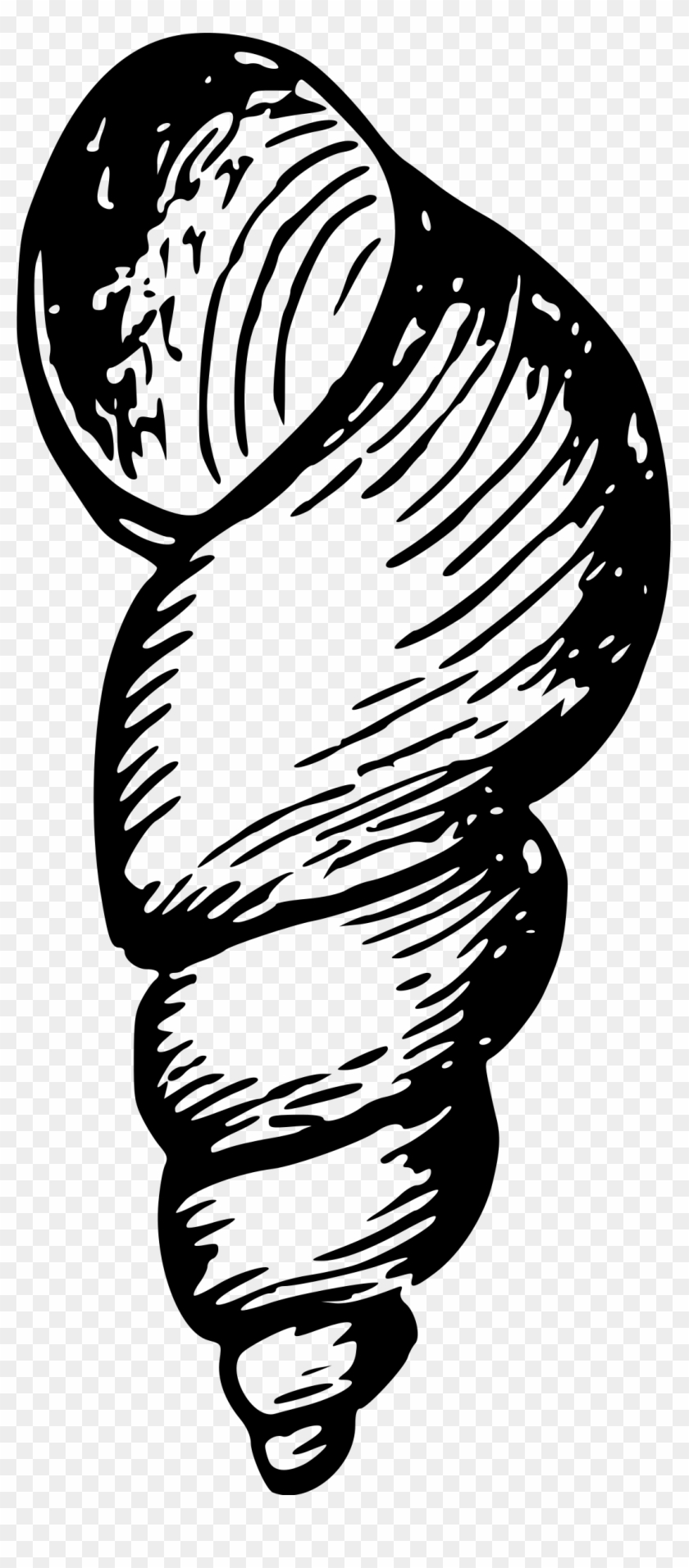 This Free Icons Png Design Of Sea Shell 13 Clipart