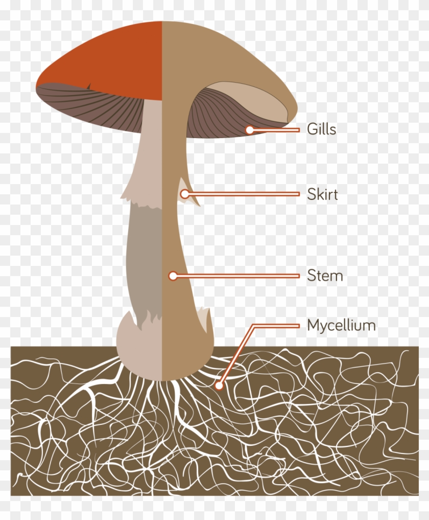 The Mushrooms We Eat Are The Fruiting Bodies Of A Giant Clipart #48273