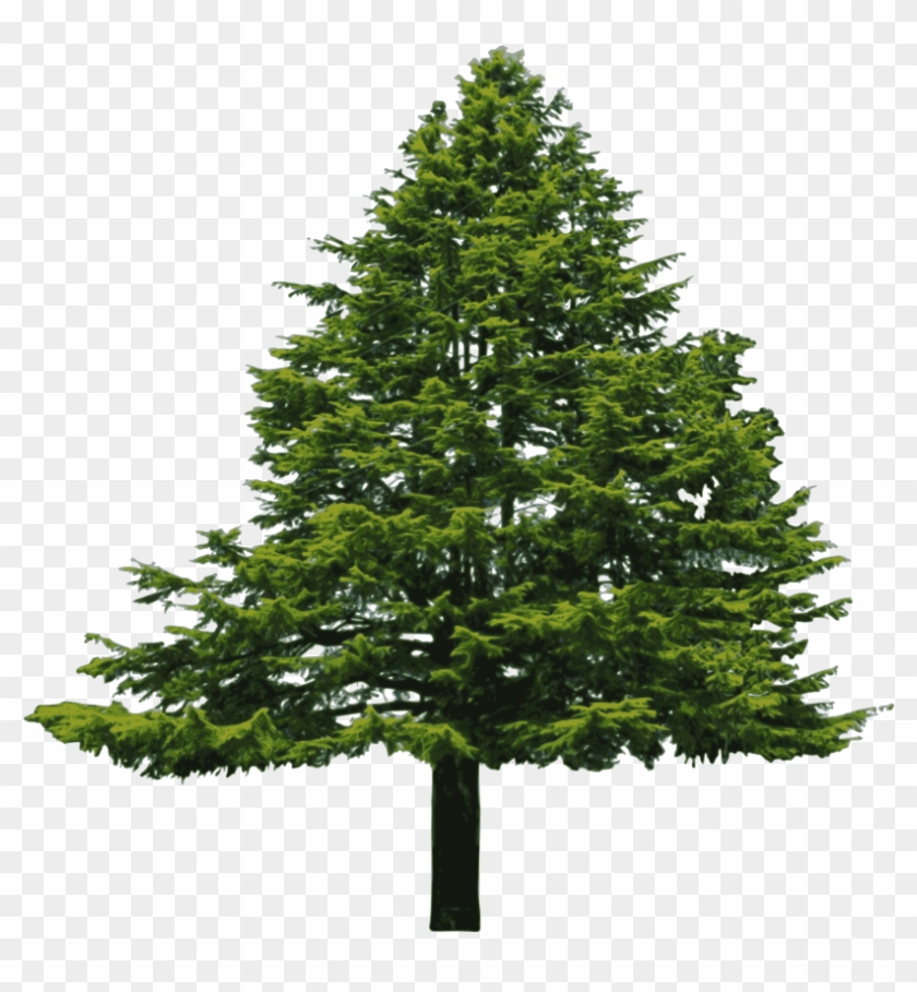 Douglas Fir Clipart - Douglas Fir Tree Png Transparent Png #48444
