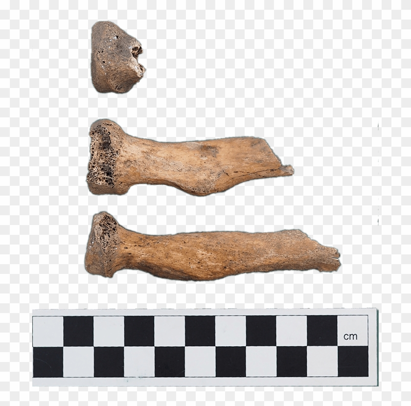 Selection Of Radii Fragments From Graveyard - Sock Clipart #48688