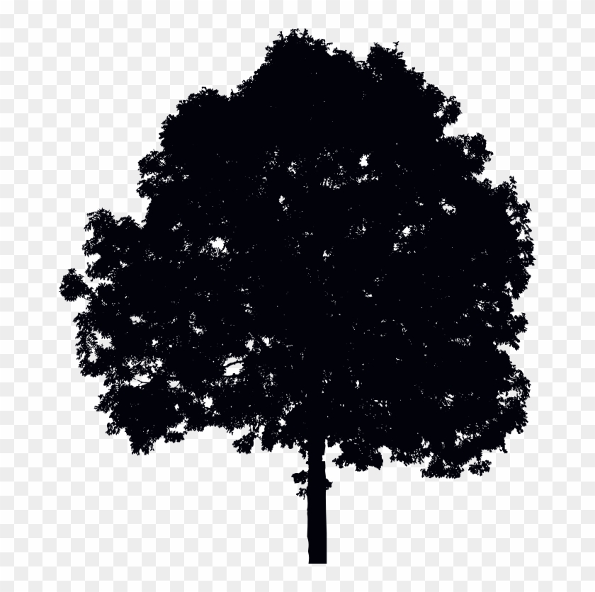 Medium Image - Oak Clipart #49171