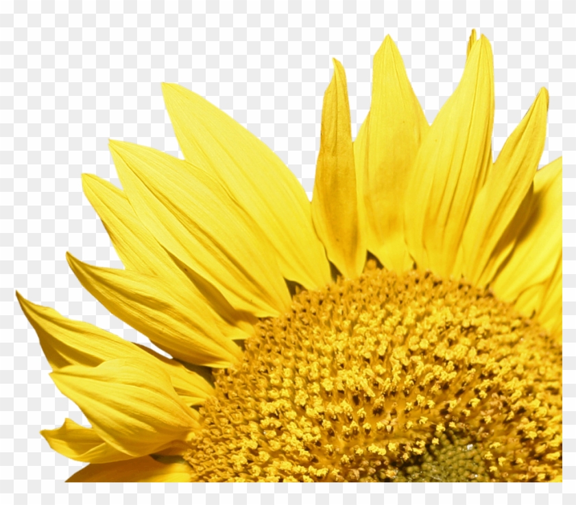 Sunflower Corner - Girasoles Png Clipart #400200