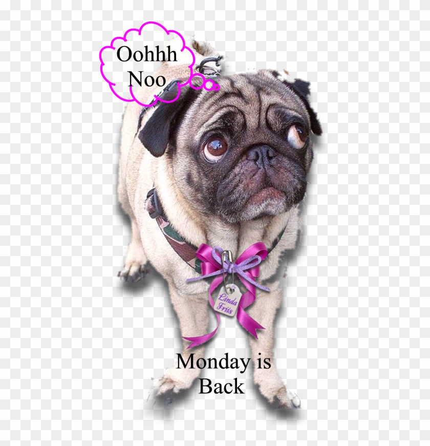 Pug, Pug Dogs, Pugs - Pug Clipart #400396