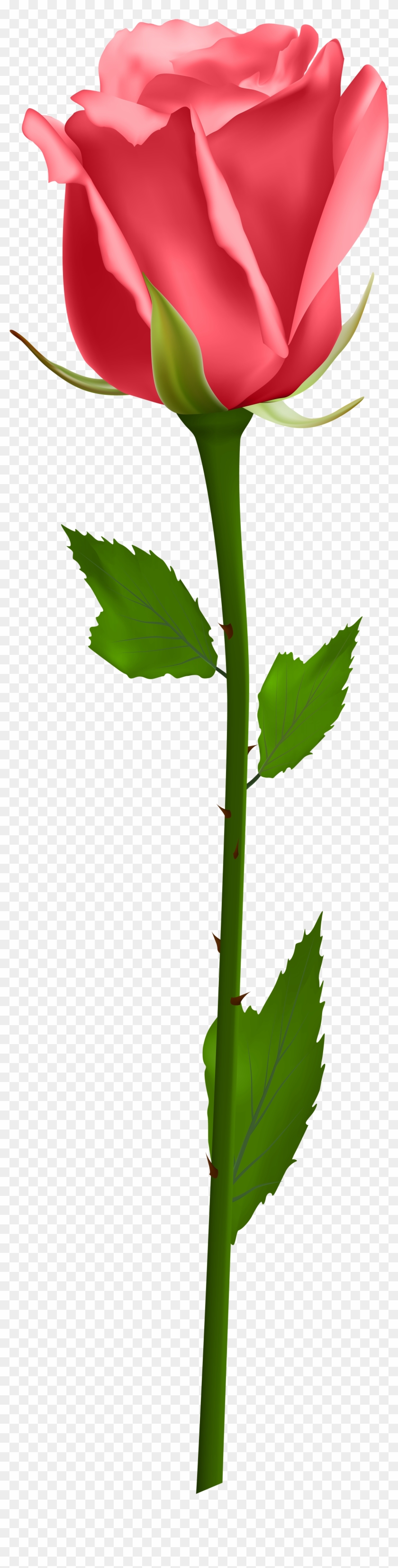 Orange Roses, Purple Roses, White Roses, Morning Flowers, - Orange Rose Png Hd Clipart