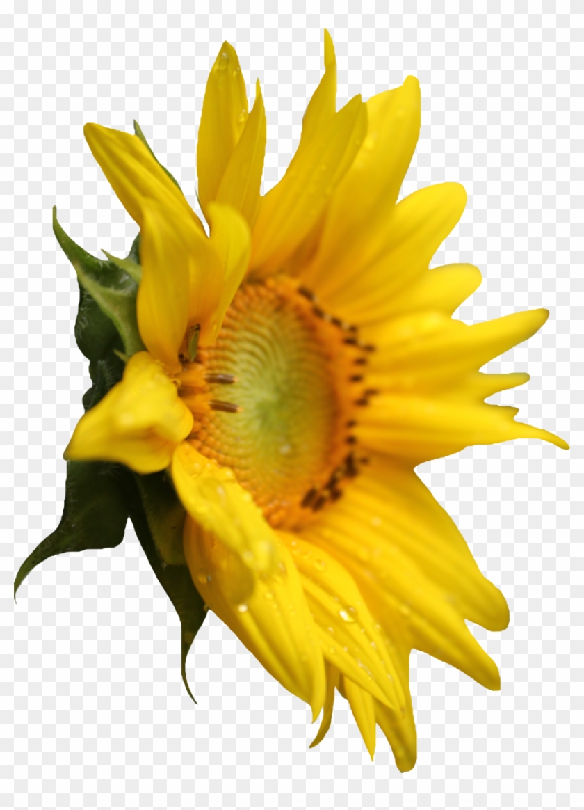 Sunflower - Plant Sunflower Png Clipart #400476
