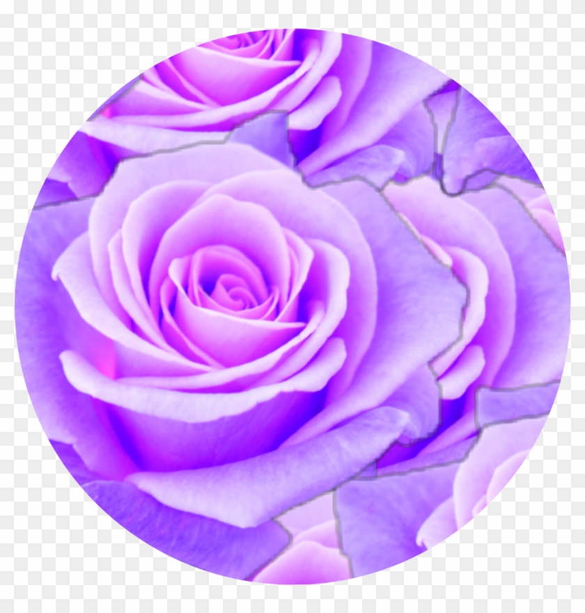 Purple Sticker - Роза Мисс Пигги Clipart #400538