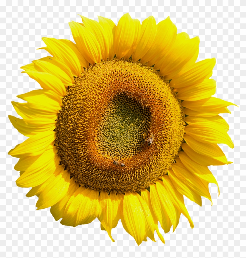 Yellow Sunflower Flower Png Image - Sunflower Tire Cover Back Up Camera Clipart #400565