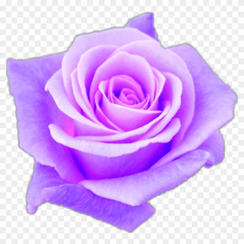 Purple Sticker - Роза Мисс Пигги Clipart #400640
