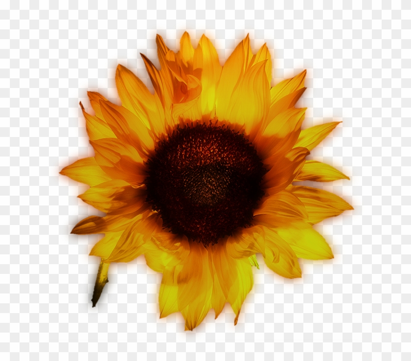 Common Yellow Beautiful Transprent Png Free Download - Sunflower Clipart #400694