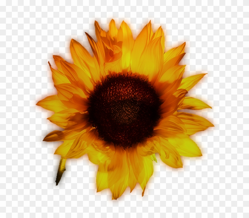 Common Yellow Beautiful Transprent Png Free Download - Sunflower Clipart